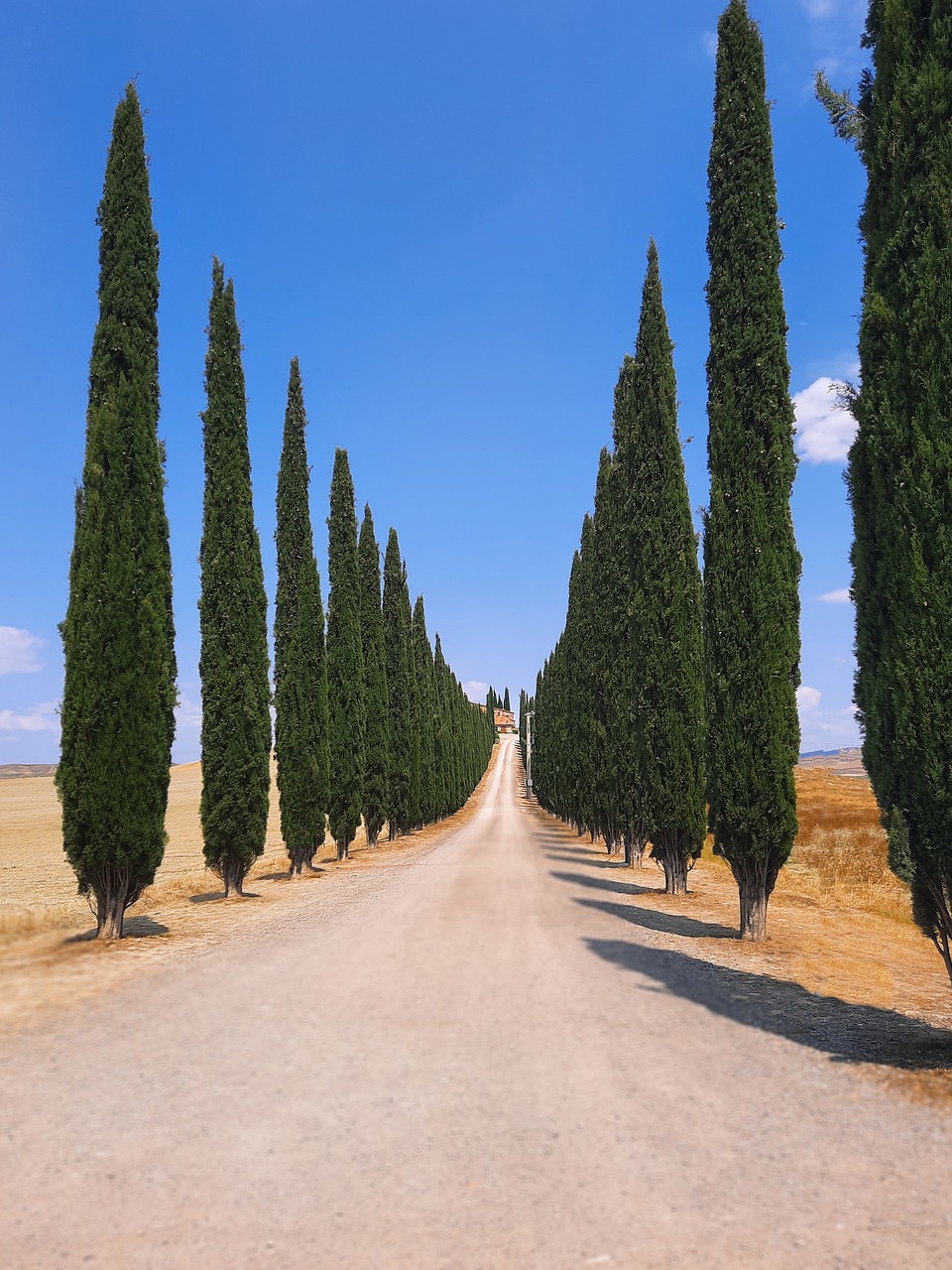 poggio covili, cypress, road